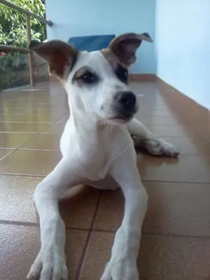 Cachorro raça SRD idade 2 anos nome Lupe GRATIFICA