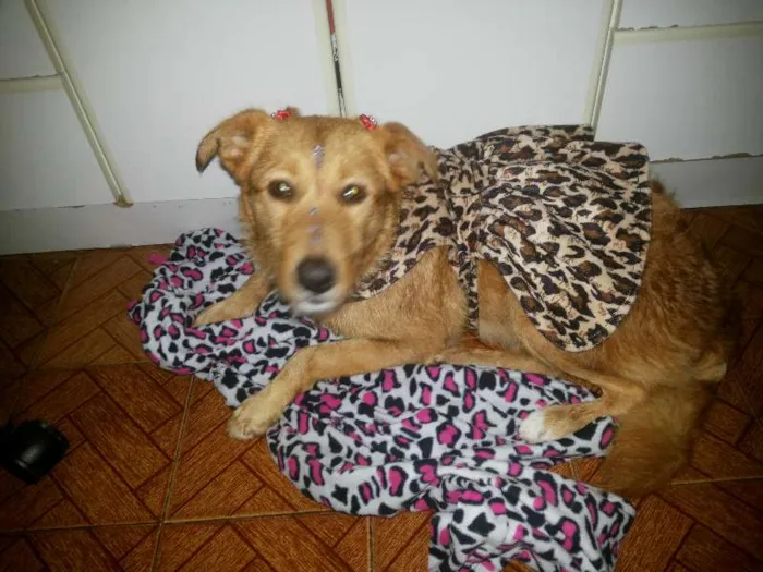 Cachorro raça Labrador idade 1 ano nome Mel