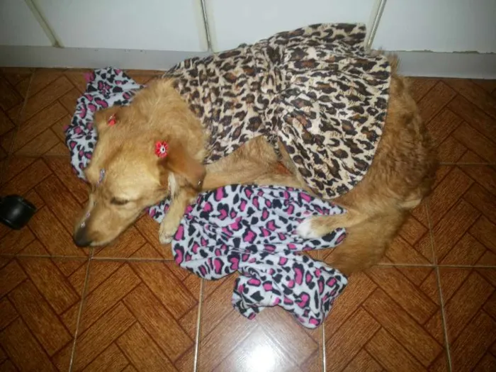 Cachorro raça Labrador idade 1 ano nome Mel