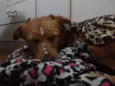 Mel