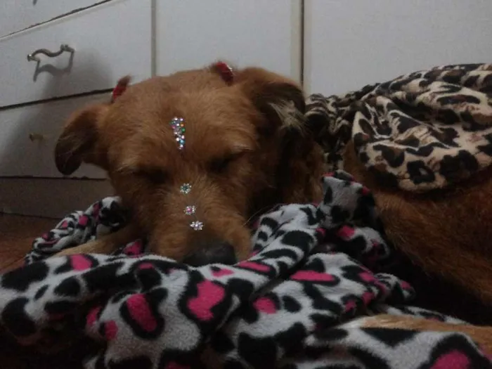 Cachorro raça Labrador idade 1 ano nome Mel