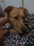 Mel