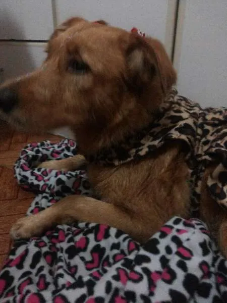 Cachorro raça Labrador idade 1 ano nome Mel
