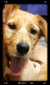 Cachorro raça Labrador idade 1 ano nome Mel