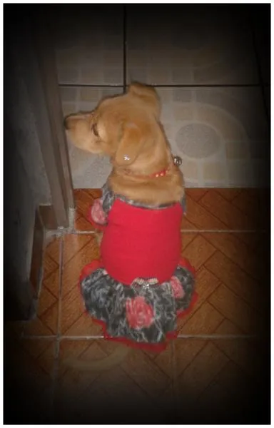 Cachorro raça Labrador idade 1 ano nome Mel