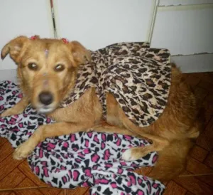 Cachorro raça Labrador idade 1 ano nome Mel