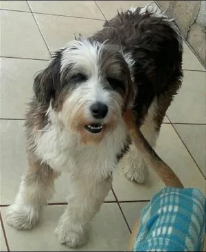 Cachorro raça Sheepdog mix idade 5 anos nome Nana