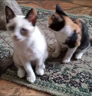 Gato raça SRD idade  nome Pérola Thifany Romeu