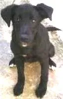 Cachorro raça SRD idade 2 a 6 meses nome Sarita