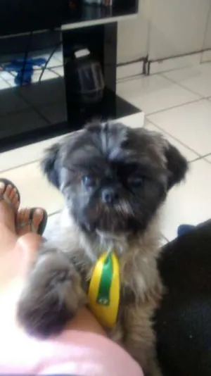Cachorro raça Shytzu  idade 1 ano nome Dody GRATIFICA
