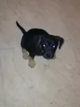 Belinha