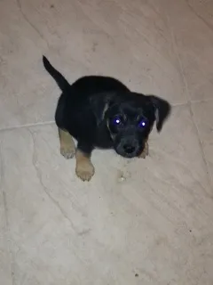 Cachorro ra a Vira lata idade 2 a 6 meses nome Belinha