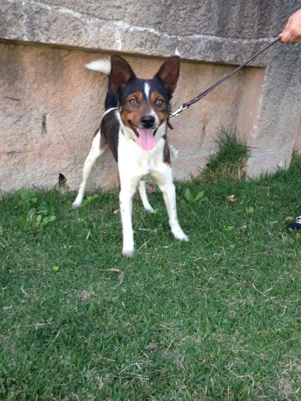 Cachorro ra a SRD idade 2 anos nome Roben