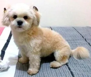 Cachorro raça Lhasa Apso idade 2 a 6 meses nome Jade