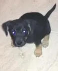 Belinha