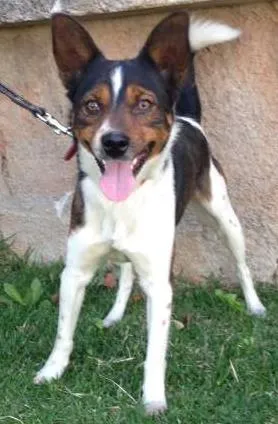 Cachorro ra a SRD idade 2 anos nome Roben