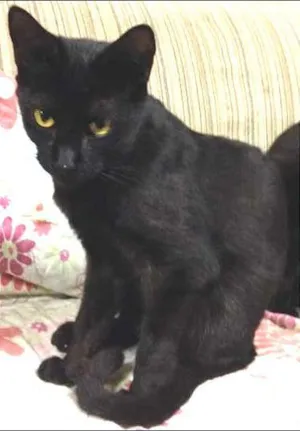 Gato raça SRD idade 1 ano nome Azeitona