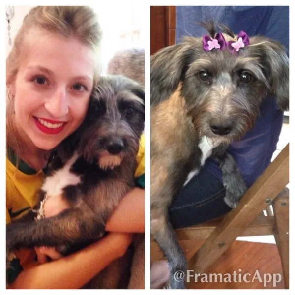 Cachorro raça SRD idade 1 ano nome Lisa