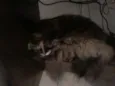 Marie