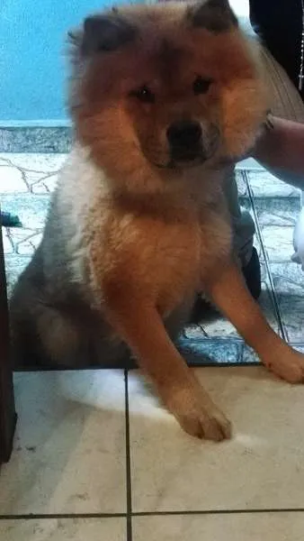 Cachorro ra a Chow Chow idade 2 anos nome Malu