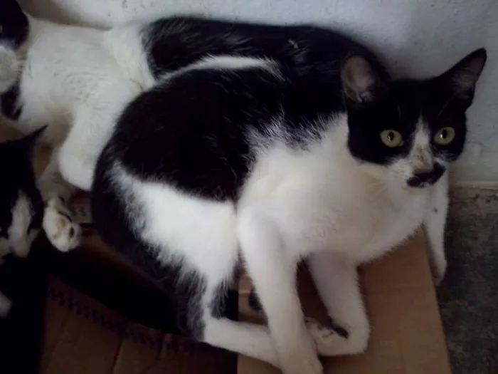 Gato raça SRD idade 7 a 11 meses nome Nao possui nome