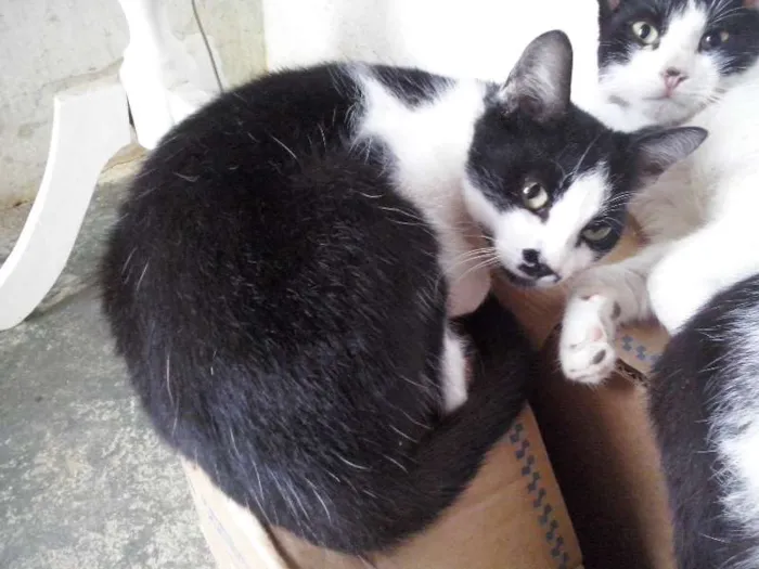 Gato raça SRD idade 7 a 11 meses nome Nao possui nome