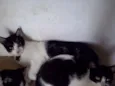 Nao possui nome