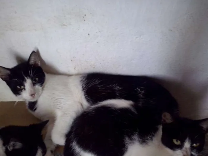 Gato raça SRD idade 7 a 11 meses nome Nao possui nome