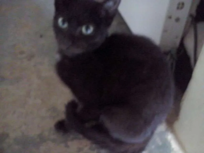 Gato raça SRD idade 7 a 11 meses nome Nao possui nome
