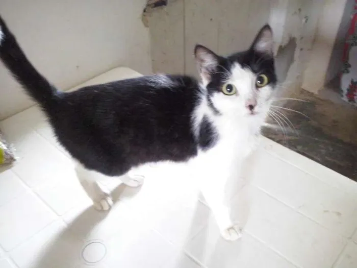 Gato raça SRD idade 7 a 11 meses nome Nao possui nome
