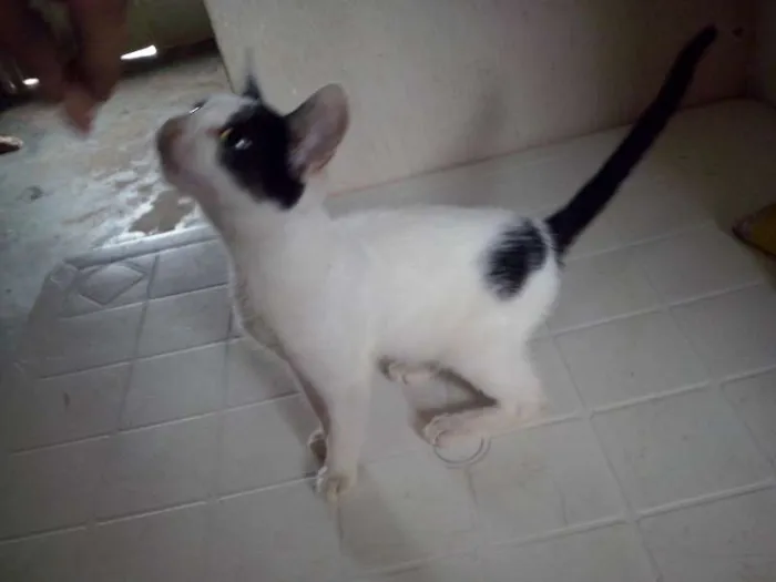 Gato raça SRD idade 7 a 11 meses nome Nao possui nome