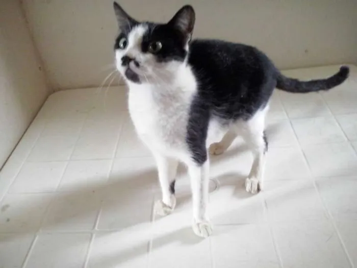 Gato raça SRD idade 7 a 11 meses nome Nao possui nome