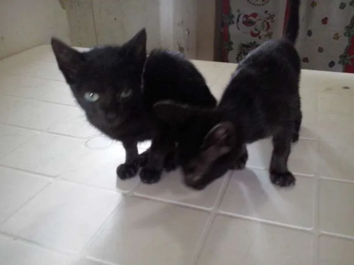 Gato raça SRD idade 7 a 11 meses nome Nao possui nome