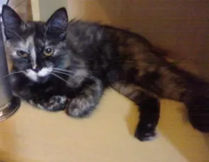 Gato raça SRD idade 2 anos nome Marie