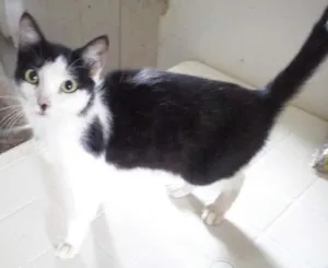 Gato raça SRD idade 7 a 11 meses nome Nao possui nome