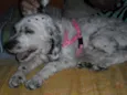 Linda