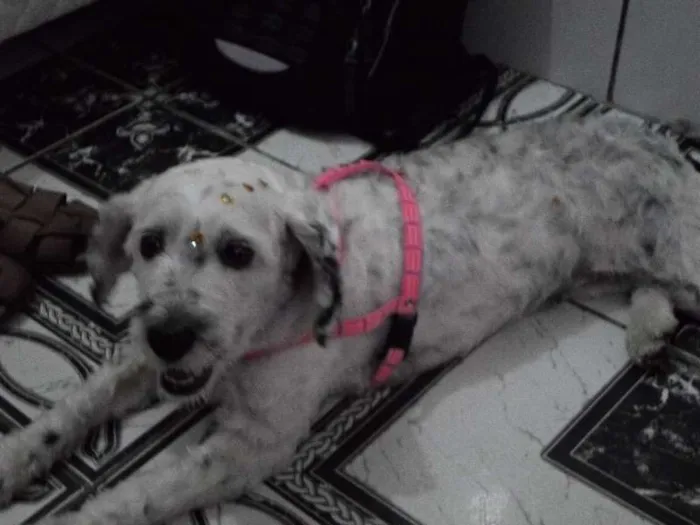 Cachorro ra a Puldo idade 2 anos nome Linda