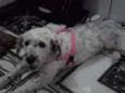 Linda