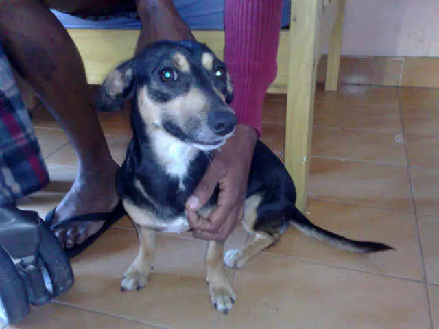 Cachorro ra a Basset c\ salsicha idade 7 a 11 meses nome mell