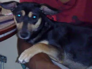 Cachorro ra a Basset c\ salsicha idade 7 a 11 meses nome mell
