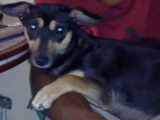 Cachorro ra a Basset c\ salsicha idade 7 a 11 meses nome mell