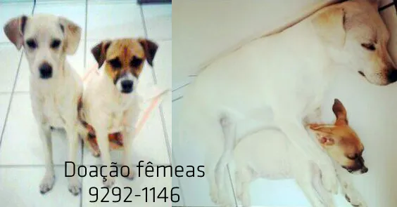 Cachorro ra a SRD idade  nome Duas mocinhas