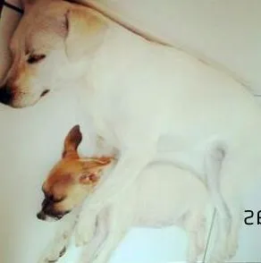 Cachorro ra a SRD idade  nome Duas mocinhas