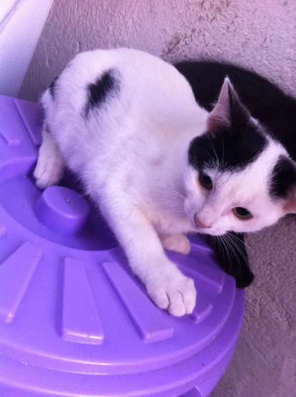 Gato ra a SRD idade Abaixo de 2 meses nome Hadara