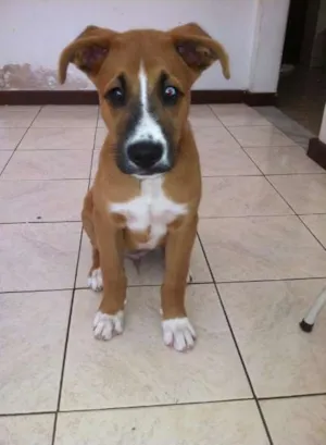 Cachorro raça Boxer com Chowchow idade 2 a 6 meses nome Marley