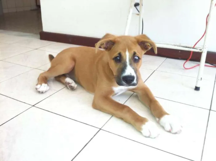 Cachorro raça Boxer com Chowchow idade 2 a 6 meses nome Marley