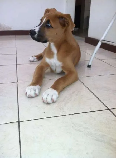 Cachorro raça Boxer com Chowchow idade 2 a 6 meses nome Marley