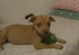 Piti