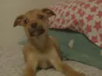 Piti
