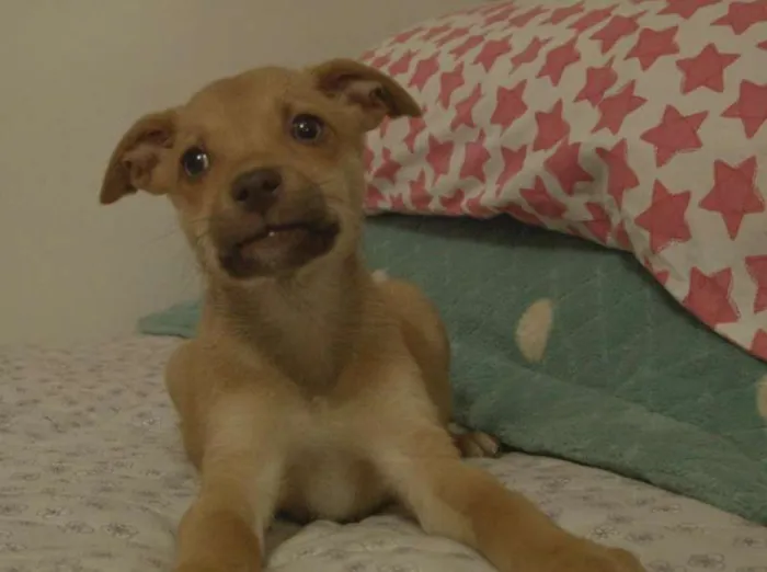 Cachorro ra a SRD idade 2 a 6 meses nome Piti